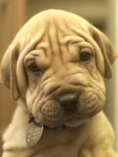 Adorable Cachorro Shar Pei