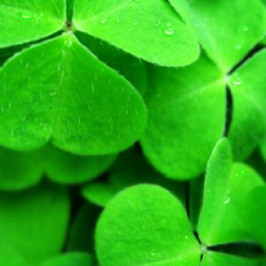 Hojas de Trébol Verde Vibrante