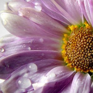 Flor Púrpura en Primer Plano