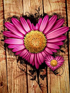 Flores Rosas en Forma de Corazón