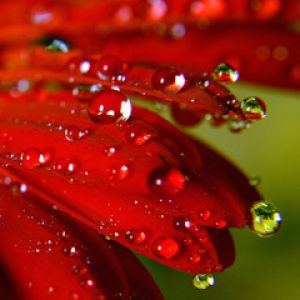 Flor Roja con Gotas de Agua