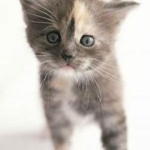 Gatito Adorable con Ojos Azules