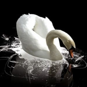 Cisne Blanco Elegante