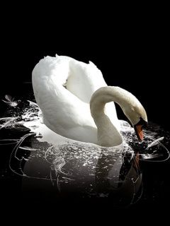 Cisne Blanco Elegante