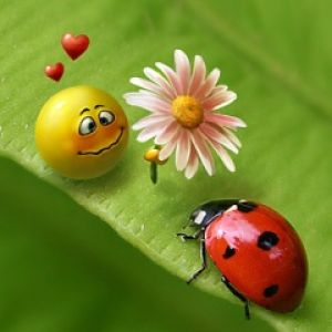 Mariquita y Cara Sonriente