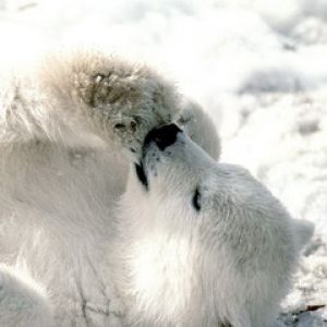 Oso Polar Adorable Jugando