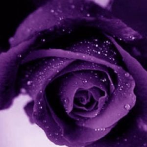 Rosa Púrpura con Gotas de Agua