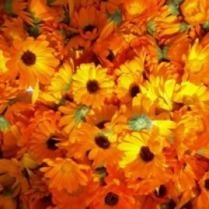 Flores Naranjas Vibrantes