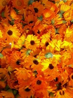 Flores Naranjas Vibrantes