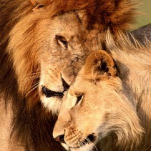 Pareja de leones abrazándose