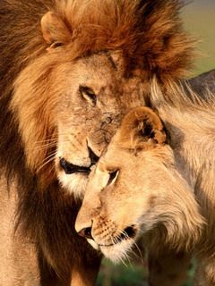 Pareja de leones abrazándose