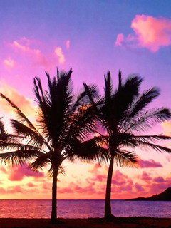 Atardecer tropical con palmeras