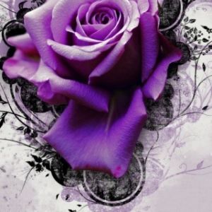 Rosa Púrpura Arte Floral