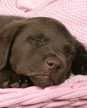 Cachorro Durmiendo Adorable