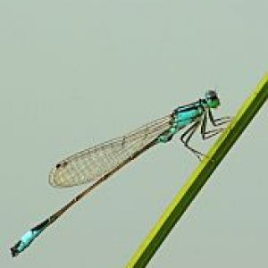 Hermosa Libélula en Hoja Verde
