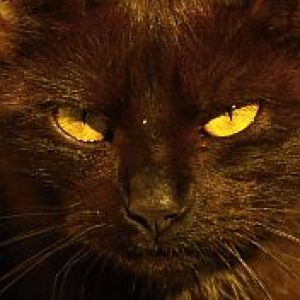 Gato Negro Misterioso
