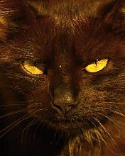 Gato Negro Misterioso