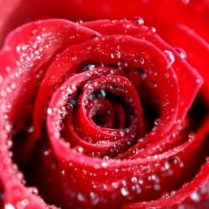 Hermosa Rosa Roja con Gotas de Agua