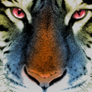 Primer Plano de un Tigre Majestuoso