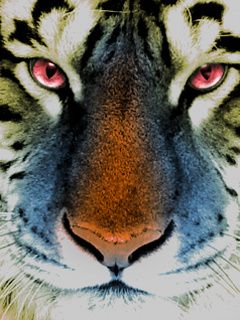 Primer Plano de un Tigre Majestuoso