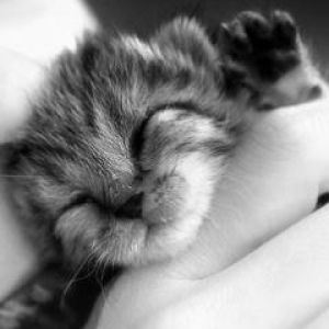 Gatito Dormido Adorable