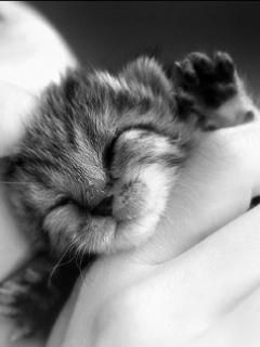 Gatito Dormido Adorable