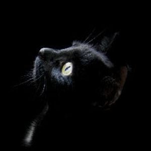 Retrato de Gato Negro