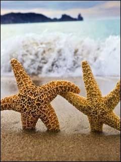 Estrella de Mar en la Playa