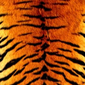 Patrón de Rayas de Tigre