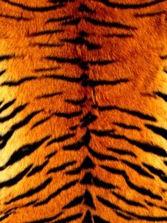 Patrón de Rayas de Tigre
