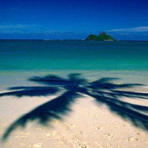 Playa Tropical con Sombra de Palma