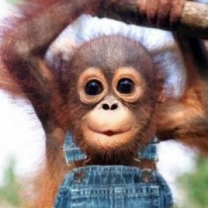 Tierno Bebé Orangután