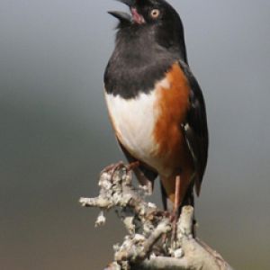 Pájaro Vibrante Cantando