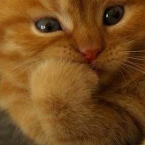Gatito Naranja Adorable