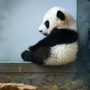 Adorable Cachorro de Panda