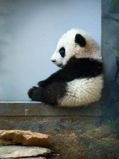 Adorable Cachorro de Panda