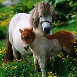 Ponis adorables en un campo de flores