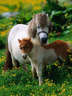 Ponis adorables en un campo de flores