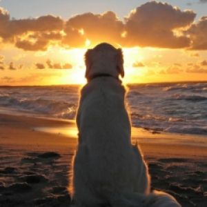 Perro Mirando el Atardecer