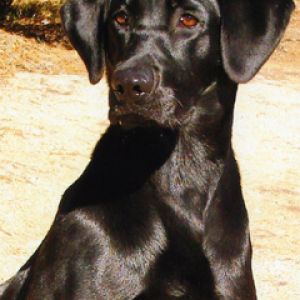 Labrador negro