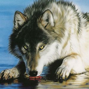 Lobo Majestuoso Junto al Agua