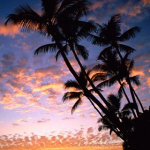 Atardecer Tropical con Palmeras