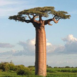Majestuoso Árbol Baobab