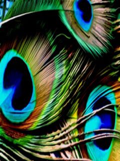 Plumas de Pavo Real Vibrantes