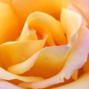 Hermosa Rosa Amarilla