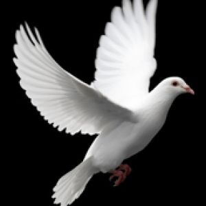 Paloma Blanca en Vuelo