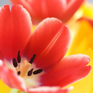 Tulipanes Vibrantes en Flor