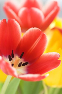 Tulipanes Vibrantes en Flor