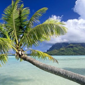 Paraíso Tropical con Palma