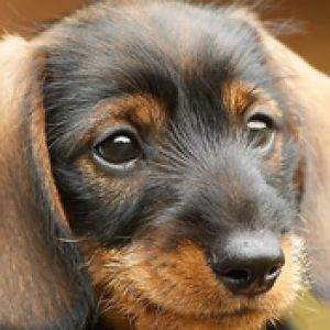Cachorro de Dachshund Adorable